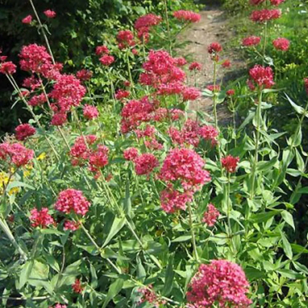 6 x valériane - centranthus ruber 'coccineus' - godet 9cm x 9cm