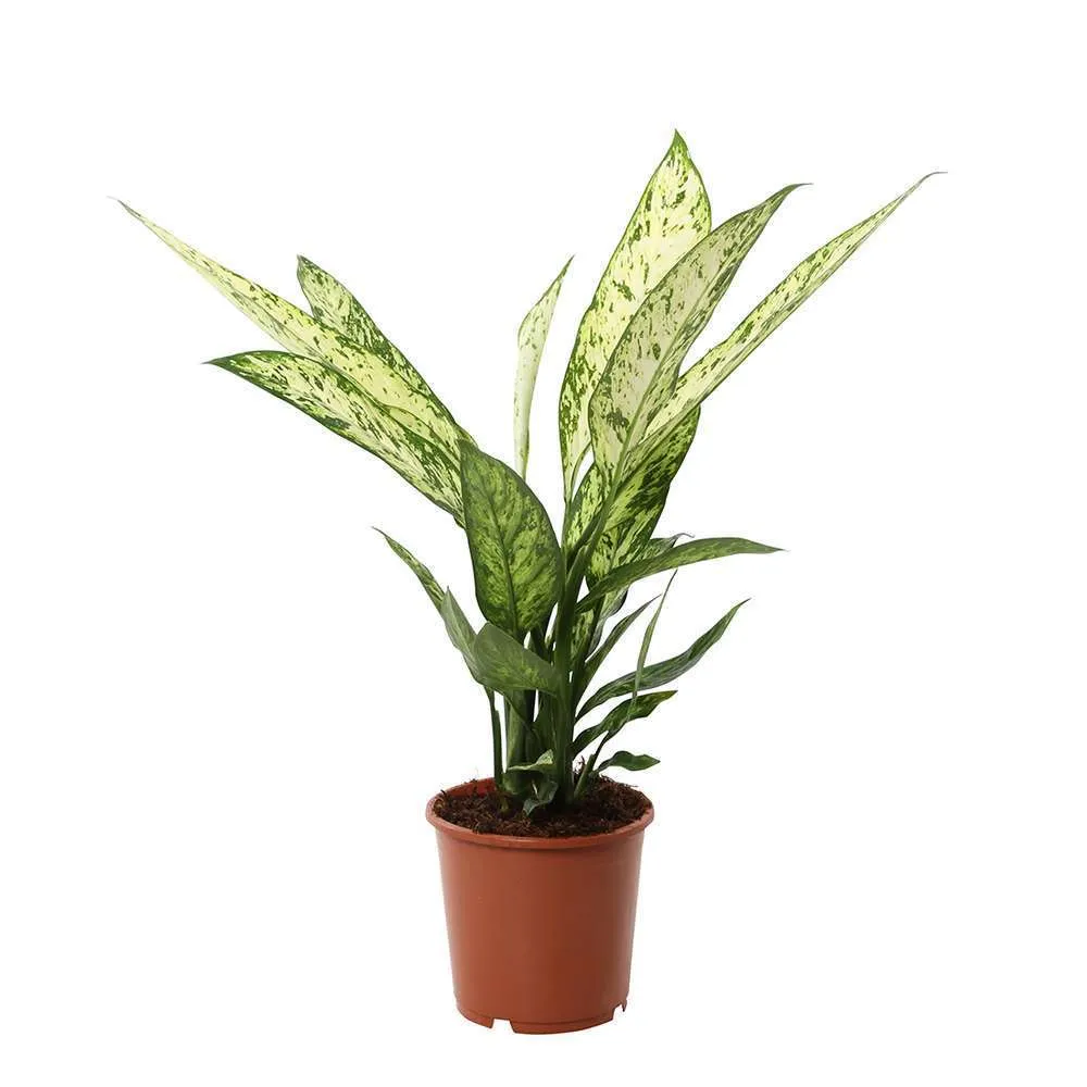 Dieffenbachia variés : D17 x H 55/60cm